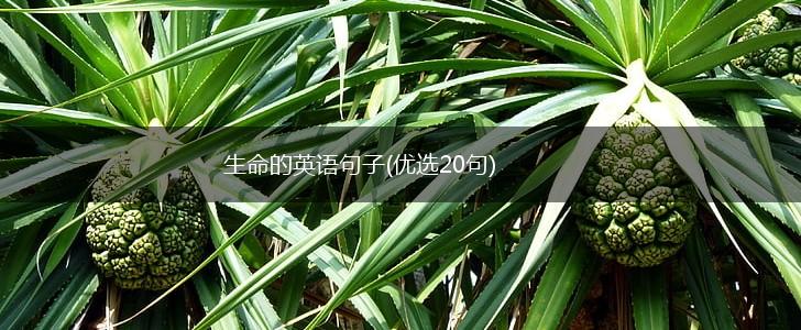生命的英语句子(优选20句),第1张