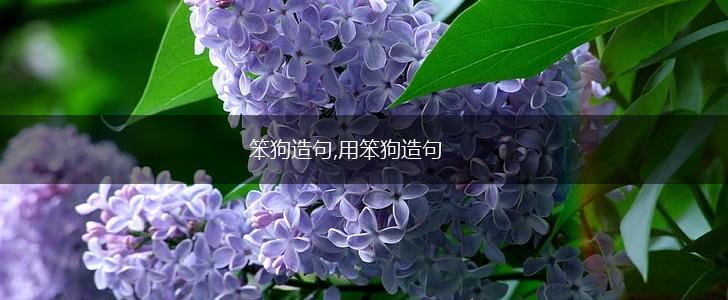 笨狗造句,用笨狗造句,第1张 笨狗造句,用笨狗造句,第1张