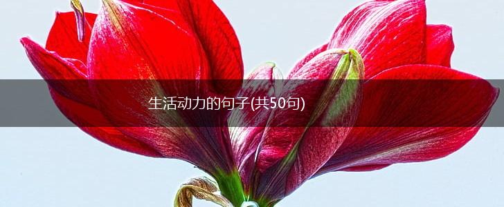 生活动力的句子(共50句),第1张