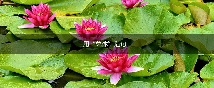 用“总体”造句,第1张