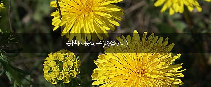 爱情的长句子(必备5句),第1张