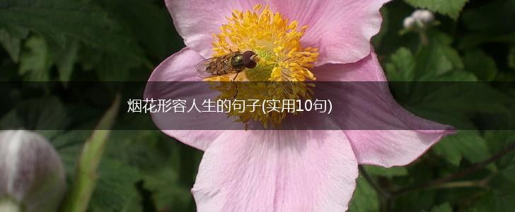 烟花形容人生的句子(实用10句),第1张
