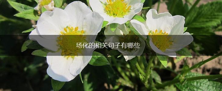 场化的相关句子有哪些,第1张 场化的相关句子有哪些,第1张