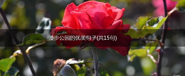 漫步公园的优美句子(共15句),第1张