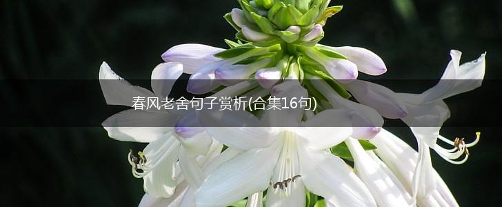 春风老舍句子赏析(合集16句),第1张