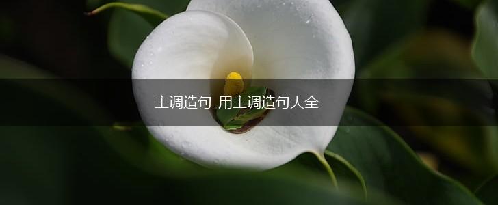 主调造句_用主调造句大全,第1张 主调造句_用主调造句大全,第1张
