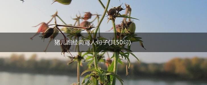 猪儿跑经典骂人句子(共50句),第1张