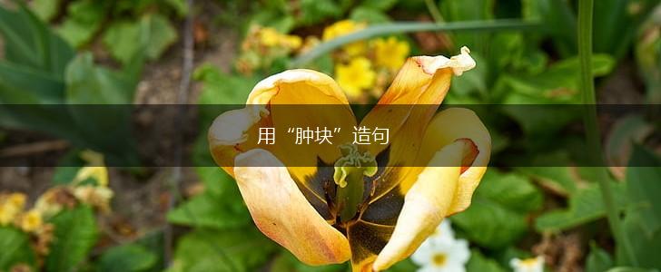 用“肿块”造句,第1张 用“肿块”造句,第1张
