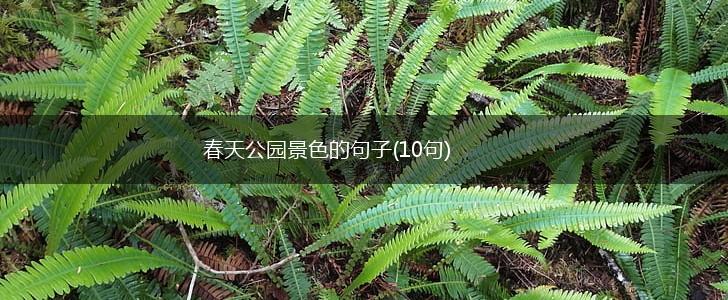 春天公园景色的句子(10句),第1张