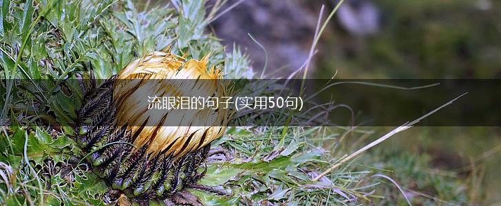 流眼泪的句子(实用50句),第1张