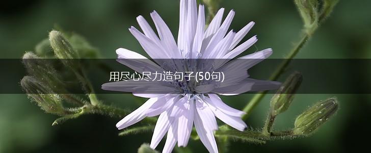 用尽心尽力造句子(50句),第1张