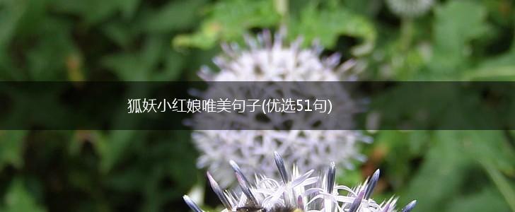 狐妖小红娘唯美句子(优选51句),第1张