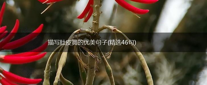 描写肚皮舞的优美句子(精选46句),第1张