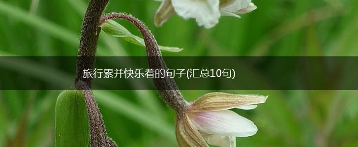 旅行累并快乐着的句子(汇总10句),第1张