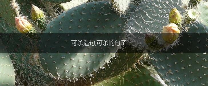 可杀造句,可杀的句子,第1张 可杀造句,可杀的句子,第1张