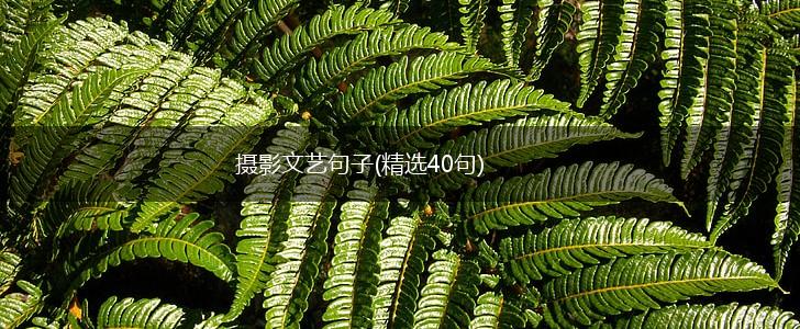 摄影文艺句子(精选40句),第1张