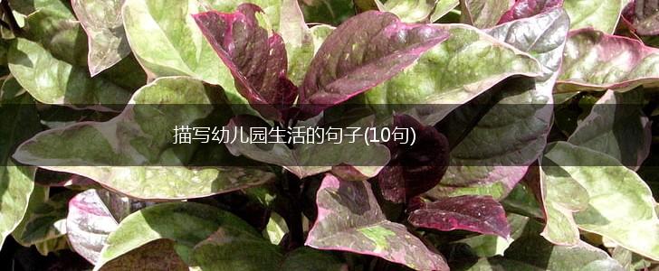 描写幼儿园生活的句子(10句),第1张