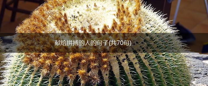 献给拼搏的人的句子(共70句),第1张