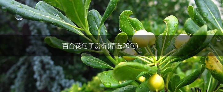 百合花句子赏析(精选20句),第1张