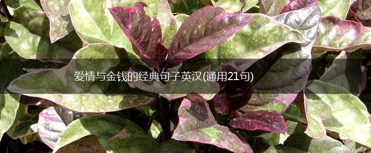 爱情与金钱的经典句子英汉(通用21句),第1张