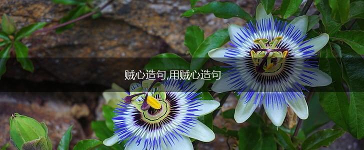 贼心造句,用贼心造句,第1张 贼心造句,用贼心造句,第1张