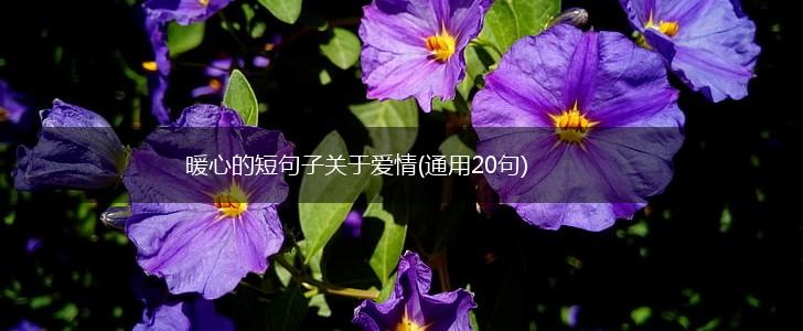 暖心的短句子关于爱情(通用20句),第1张