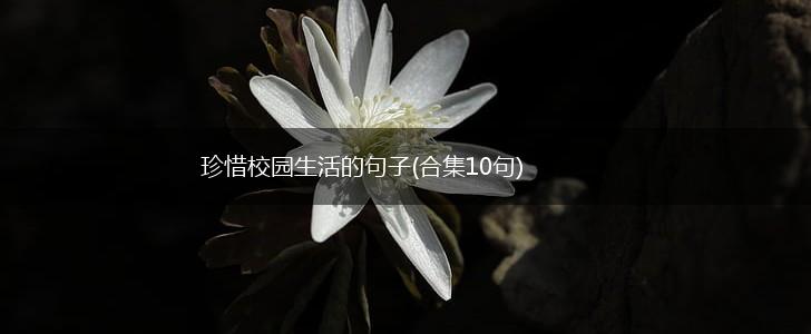 珍惜校园生活的句子(合集10句),第1张