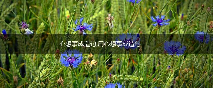 心想事成造句,用心想事成造句,第1张