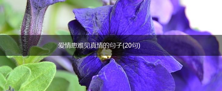 爱情患难见真情的句子(20句),第1张