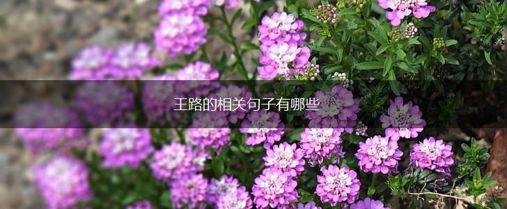 王路的相关句子有哪些,第1张 王路的相关句子有哪些,第1张