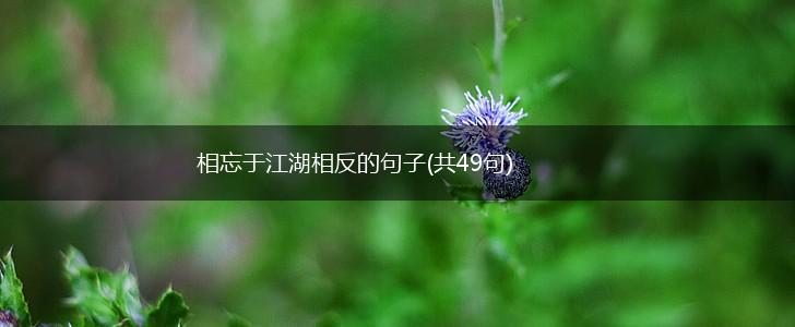 相忘于江湖相反的句子(共49句),第1张