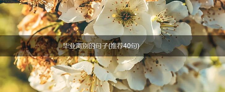 毕业离别的句子(推荐40句),第1张