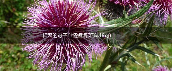 相聚的句子心情短语(汇总48句),第1张
