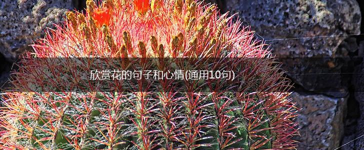 欣赏花的句子和心情(通用10句),第1张