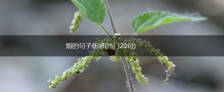 烟的句子伤感(热门20句),第1张
