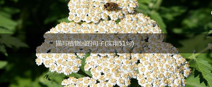 描写植物园的句子(实用51句),第1张