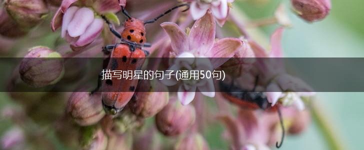 描写明星的句子(通用50句),第1张