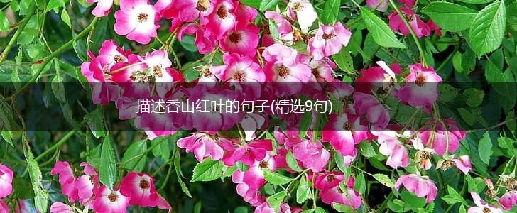 描述香山红叶的句子(精选9句),第1张