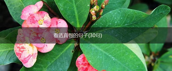 看透真假的句子(30句),第1张