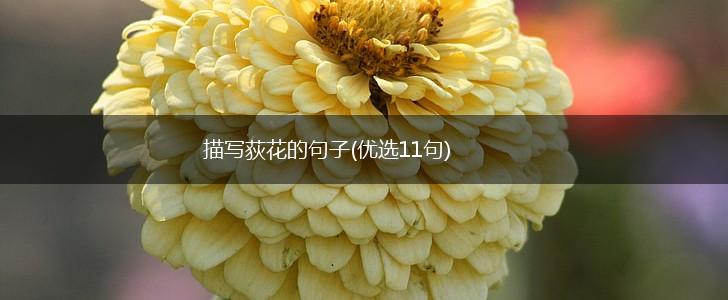 描写荻花的句子(优选11句),第1张