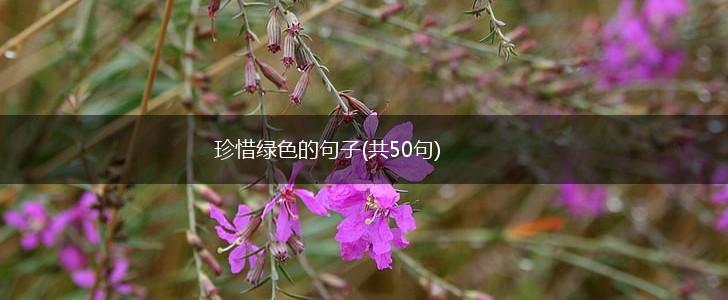 珍惜绿色的句子(共50句),第1张