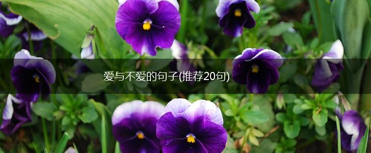 爱与不爱的句子(推荐20句),第1张