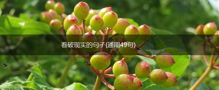 看破现实的句子(通用49句),第1张