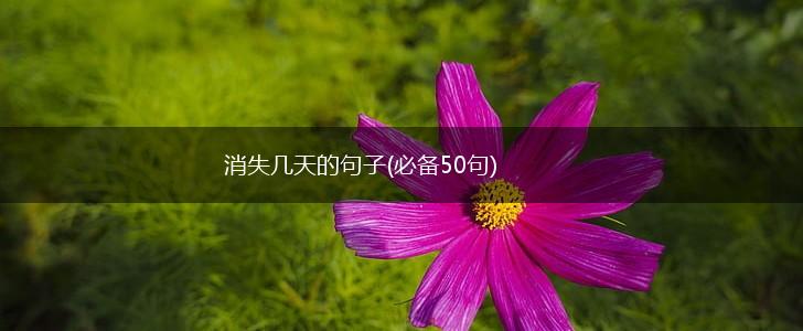 消失几天的句子(必备50句),第1张