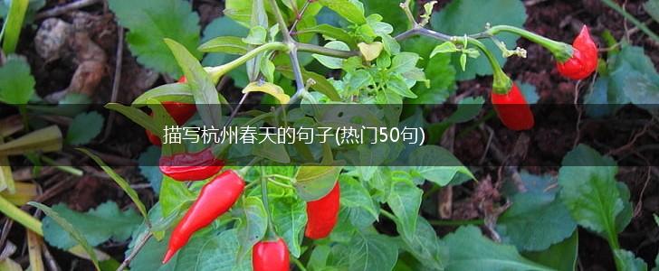 描写杭州春天的句子(热门50句),第1张