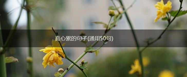 真心累的句子(通用50句),第1张