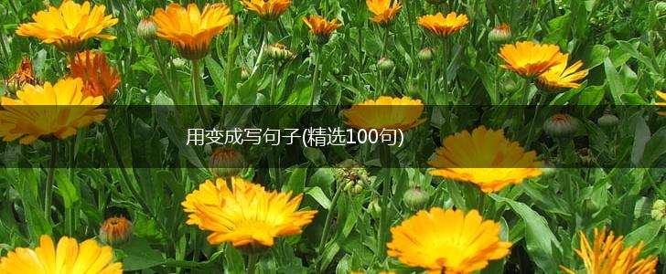 用变成写句子(精选100句),第1张