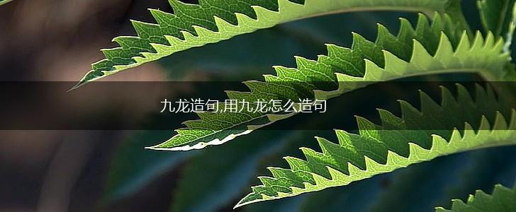 九龙造句,用九龙怎么造句,第1张 九龙造句,用九龙怎么造句,第1张