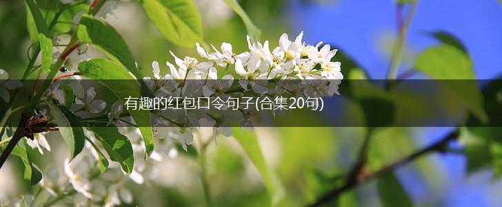 有趣的红包口令句子(合集20句),第1张