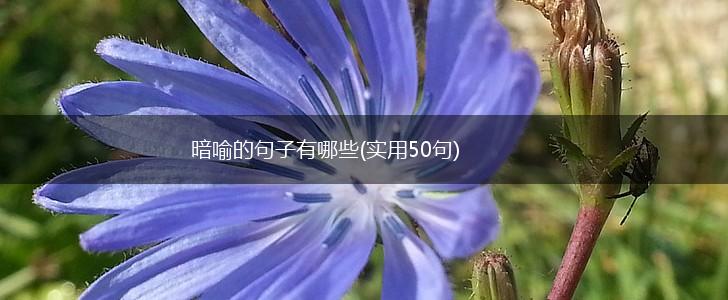 暗喻的句子有哪些(实用50句),第1张